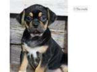 Puggle Puppy for sale in Springfield, MO, USA