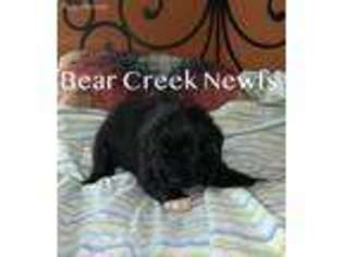 Newfoundland Puppy for sale in Mansfield, GA, USA