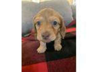 Dachshund Puppy for sale in Mount Vernon, AR, USA