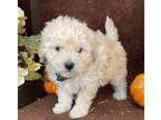 Goldendoodle Puppy for sale in Las Animas, CO, USA