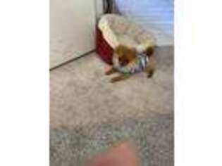 Pomeranian Puppy for sale in Antioch, CA, USA