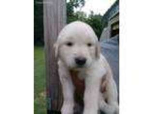 Golden Retriever Puppy for sale in Watertown, TN, USA
