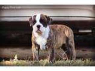 Olde English Bulldogge Puppy for sale in Winter Park, FL, USA