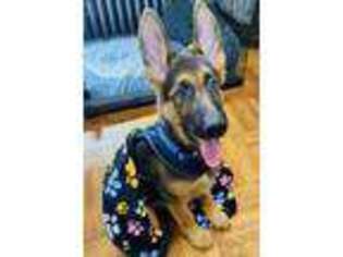 German Shepherd Dog Puppy for sale in Bronx, NY, USA