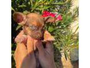 Chihuahua Puppy for sale in Anaheim, CA, USA