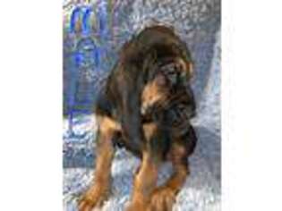 Bloodhound Puppy for sale in Sterlington, LA, USA