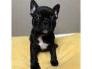French Bulldog Puppy for sale in Stokesdale, NC, USA