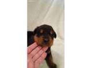 Rottweiler Puppy for sale in Waverly, TN, USA