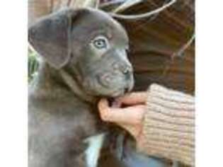 Cane Corso Puppy for sale in Katy, TX, USA
