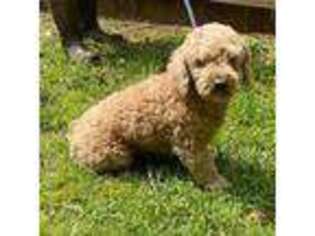 Goldendoodle Puppy for sale in Hull, GA, USA