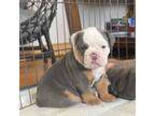 Olde English Bulldogge Puppy for sale in Hamden, CT, USA