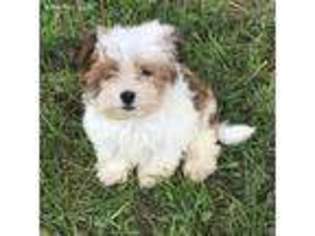 Havanese Puppy for sale in North Vernon, IN, USA