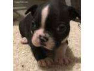 Boston Terrier Puppy for sale in Lawrence, KS, USA