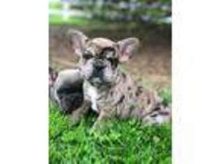 French Bulldog Puppy for sale in Rockville, MD, USA