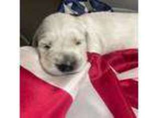 Mutt Puppy for sale in Duchesne, UT, USA