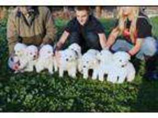 Great Pyrenees Puppy for sale in Springville, CA, USA