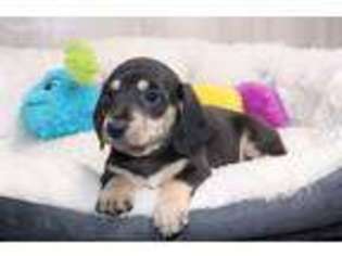 Dachshund Puppy for sale in Searcy, AR, USA