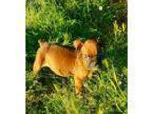Boxer Puppy for sale in Pickens, SC, USA