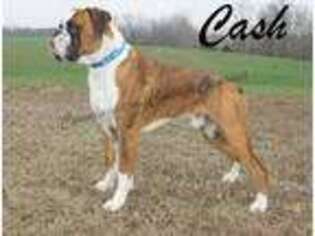 Boxer Puppy for sale in Middletown, MO, USA