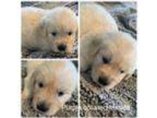Mutt Puppy for sale in Bradford, OH, USA