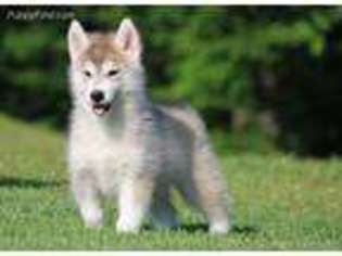 Siberian Husky Puppy for sale in Clements, MD, USA