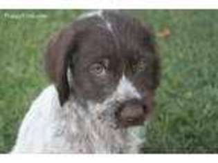 Wirehaired Pointing Griffon Puppy for sale in Mitchell, NE, USA
