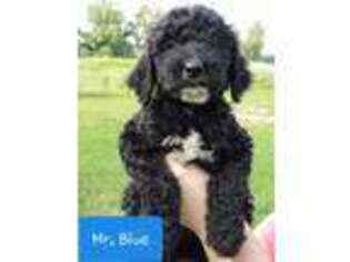 Goldendoodle Puppy for sale in Blackshear, GA, USA