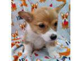 Pembroke Welsh Corgi Puppy for sale in Birdsboro, PA, USA