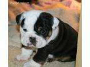 Bulldog Puppy for sale in Montague, NJ, USA