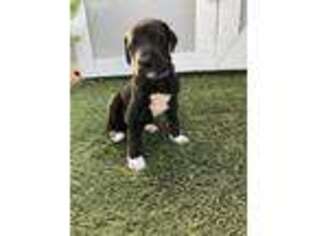 Great Dane Puppy for sale in Las Vegas, NV, USA