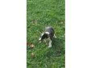 Cardigan Welsh Corgi Puppy for sale in Fairmount City, PA, USA