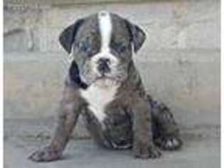 Olde English Bulldogge Puppy for sale in Abilene, KS, USA