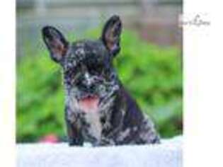 French Bulldog Puppy for sale in Harrisburg, PA, USA