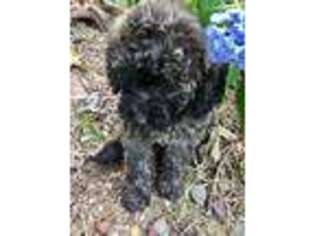 Schnoodle (Standard) Puppy for sale in Crane Hill, AL, USA