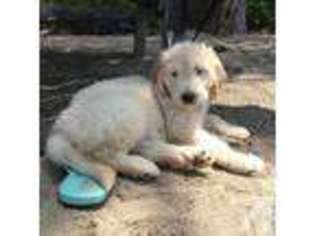 Mutt Puppy for sale in JEANNETTE, PA, USA