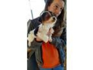 Yorkshire Terrier Puppy for sale in Killen, AL, USA