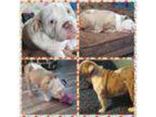 Bulldog Puppy for sale in Picture Rocks, PA, USA