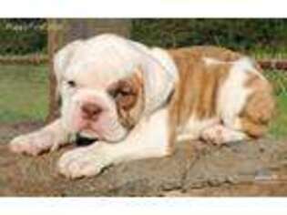 Bulldog Puppy for sale in Petal, MS, USA