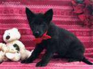 German Shepherd Dog Puppy for sale in Denver, PA, USA