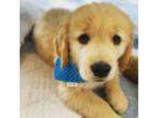 Golden Retriever Puppy for sale in Irving, TX, USA