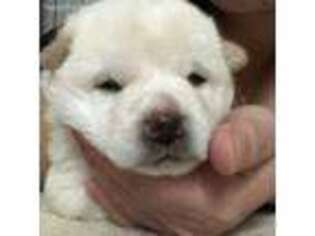 Shiba Inu Puppy for sale in Stockbridge, GA, USA