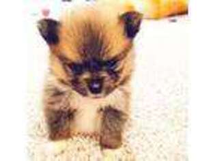 Pomeranian Puppy for sale in Hoffman Estates, IL, USA