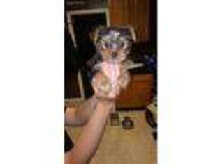 Yorkshire Terrier Puppy for sale in Monroe, MI, USA