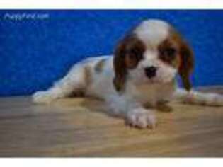 Cavalier King Charles Spaniel Puppy for sale in Chilton, WI, USA