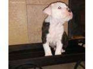 Olde English Bulldogge Puppy for sale in Stockton, CA, USA