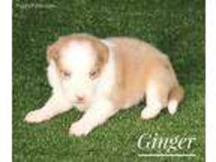 Border Collie Puppy for sale in Braxton, MS, USA