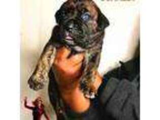 Cane Corso Puppy for sale in Farmville, VA, USA