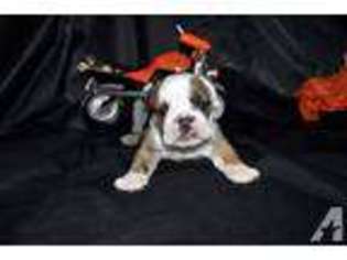 Bulldog Puppy for sale in REDDING, CA, USA