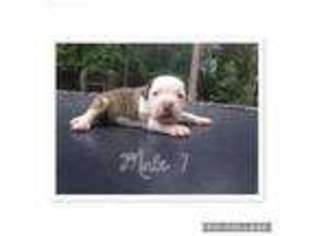 American Bulldog Puppy for sale in Moultrie, GA, USA