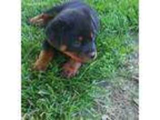 Rottweiler Puppy for sale in Loogootee, IN, USA